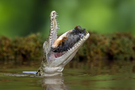 Aligator and prey