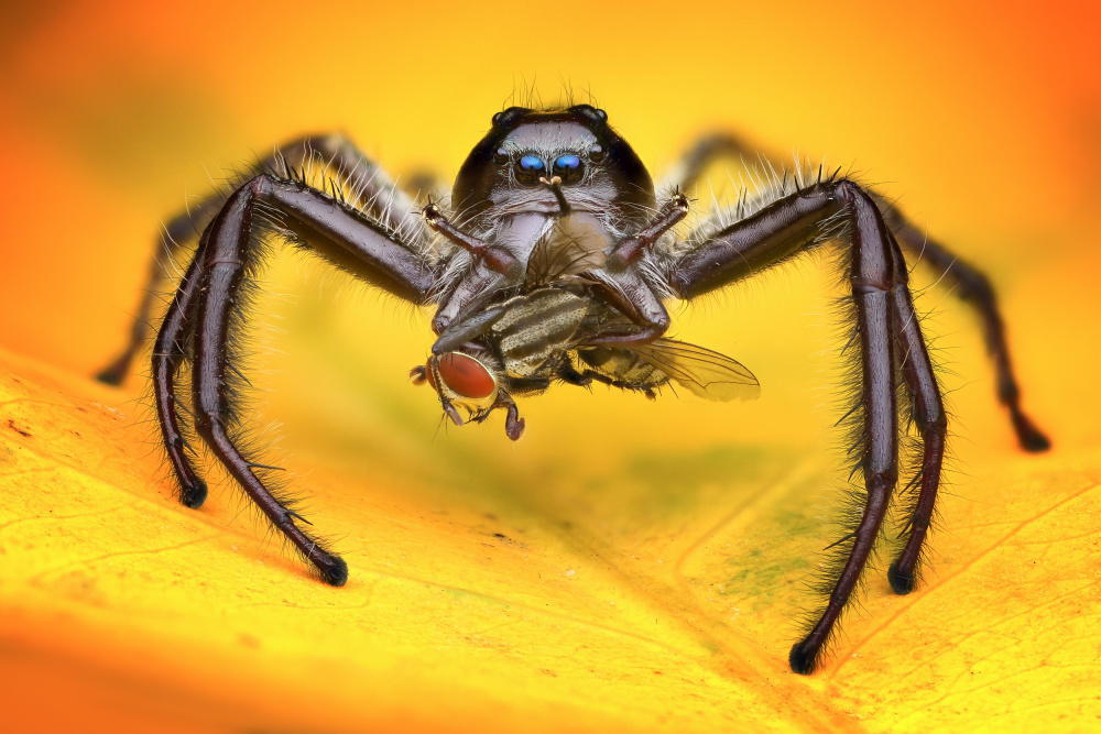 Gigantius Jumping Spider od Ajar Setiadi