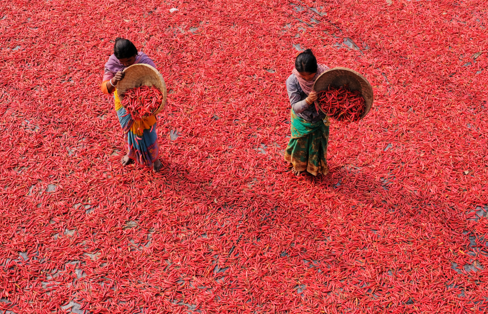 Red Chili od Ajit Kumar Majhi