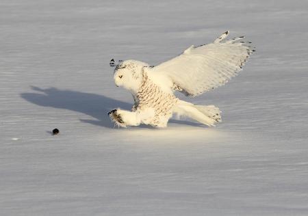 Snowy Owl and a Mouse
