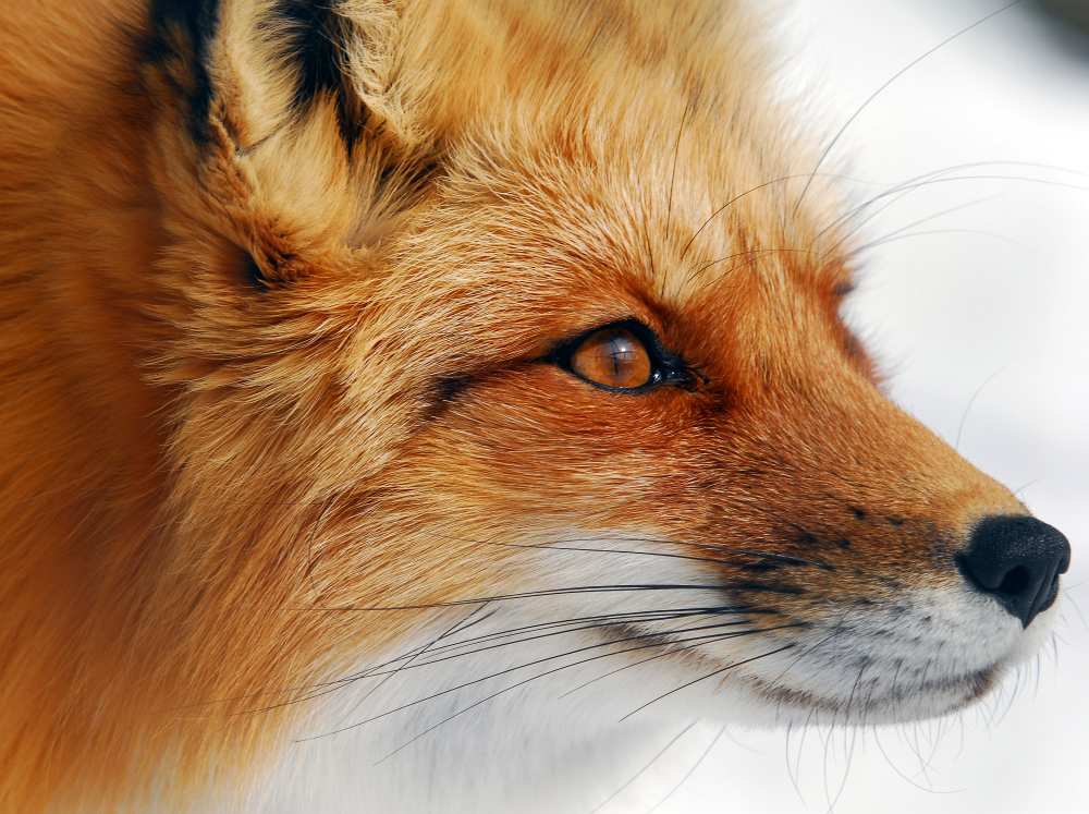 Red Fox od Alain Turgeon