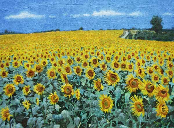 Field of Sunflowers, 2002 (oil on canvas)  od Alan  Byrne
