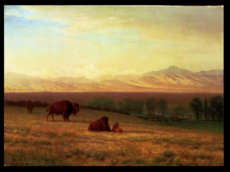 Buffalos in ebener Landschaft od Albert Bierstadt