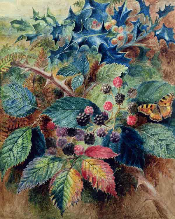 Blackberries and Holly with a Butterfly od Albert Durer Lucas