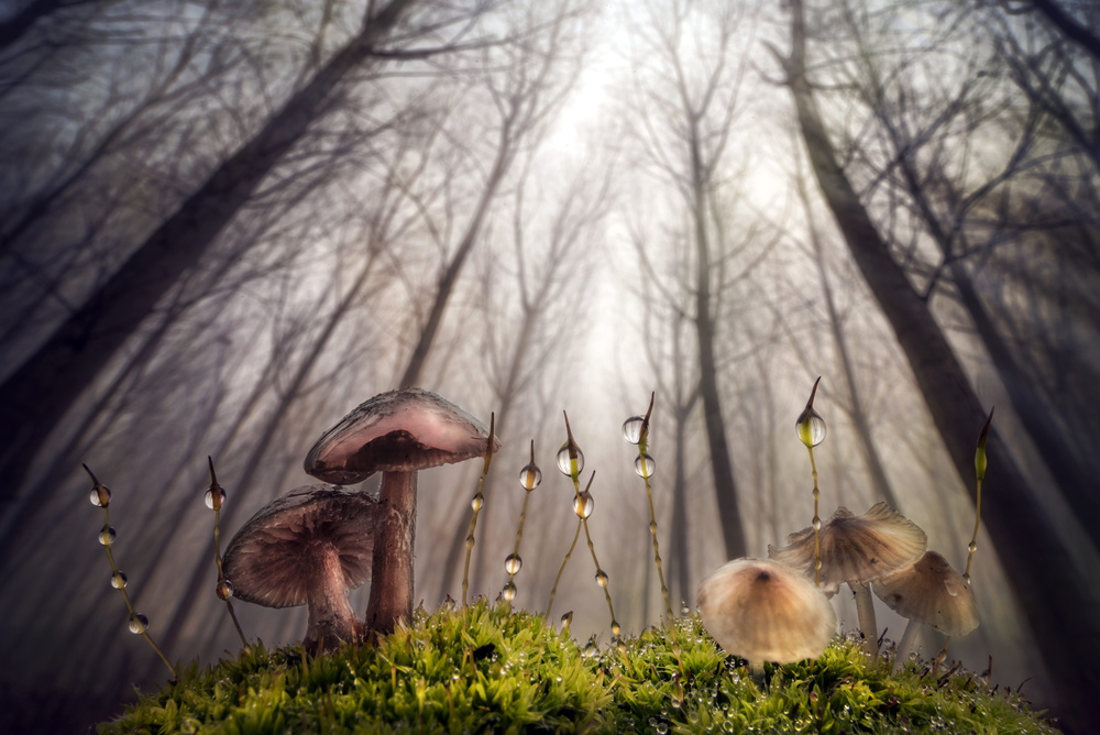 Small and giant creatures of the woods od Alberto Ghizzi Panizza