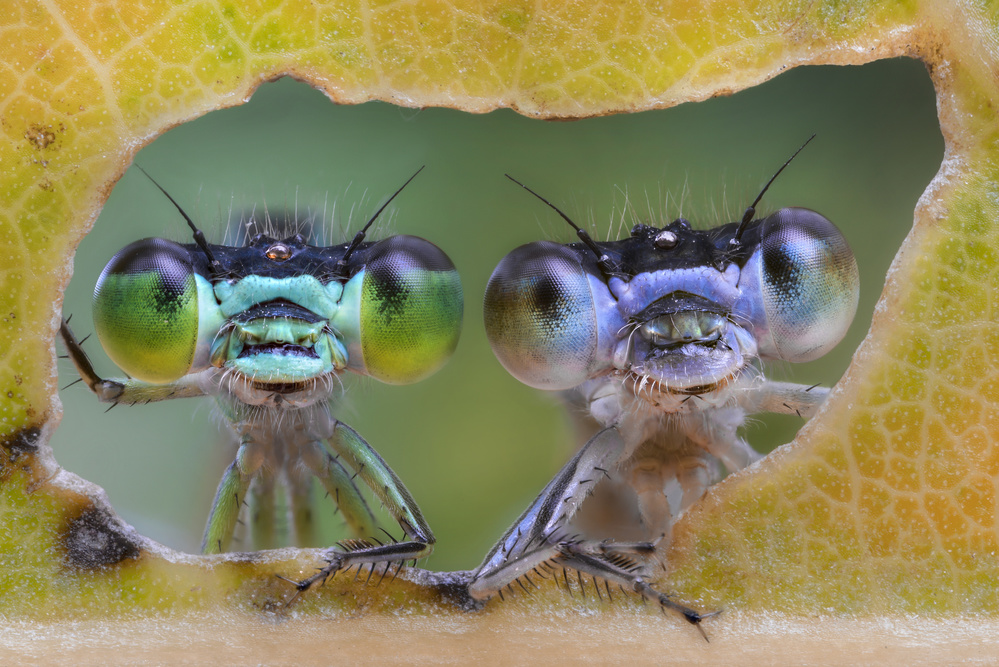Two nice faces od Alberto Ghizzi Panizza