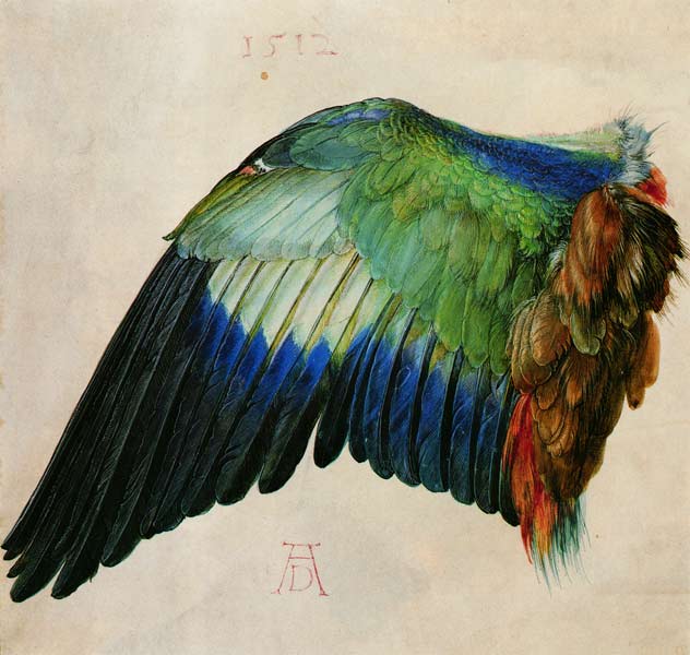 Wing of a Bird od Albrecht Dürer