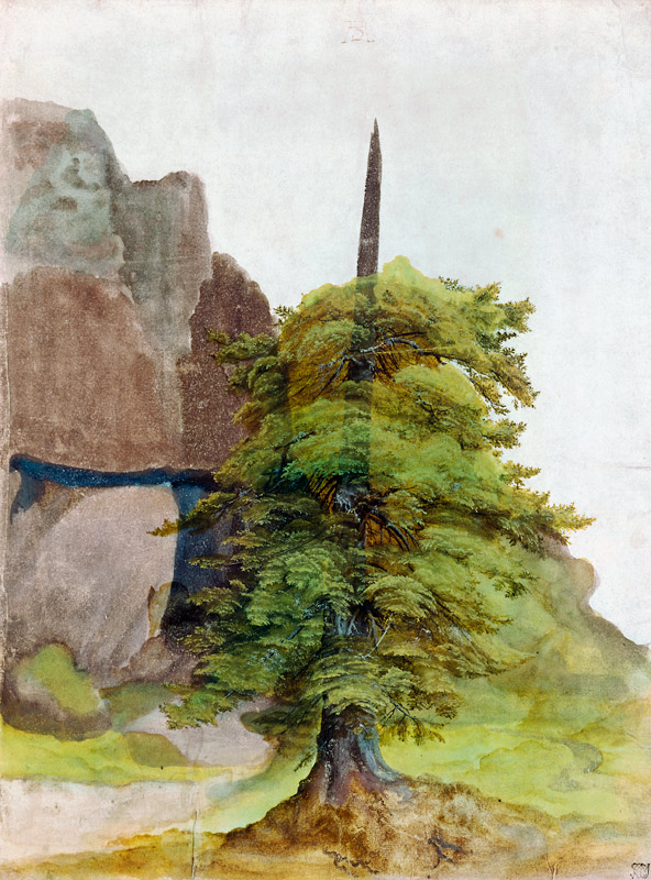Tree. od Albrecht Dürer