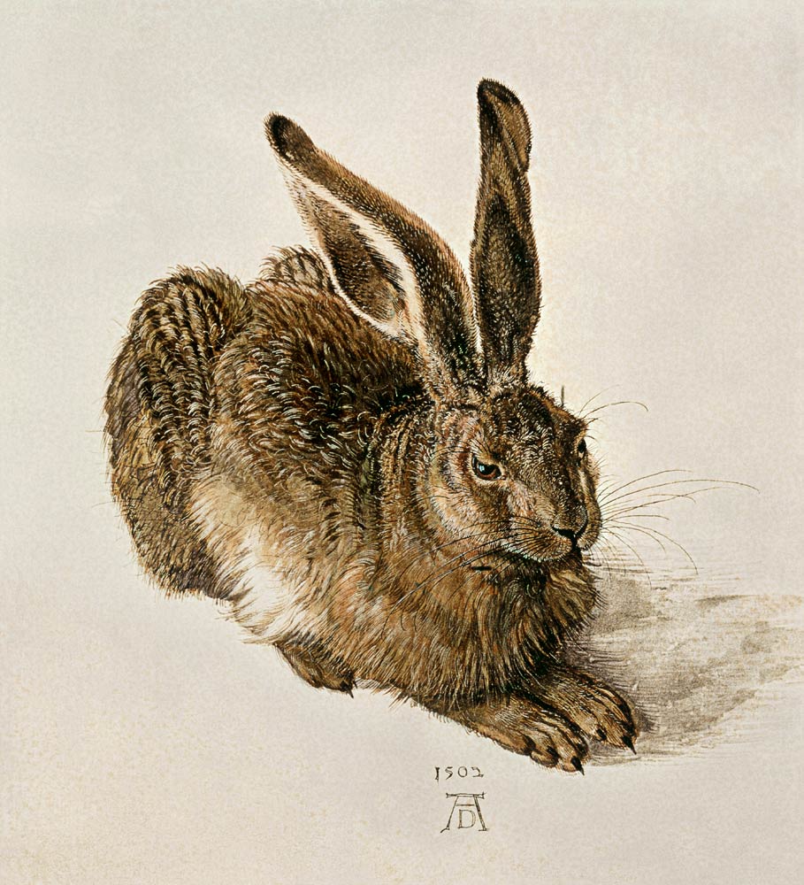 Mladý zajíc od Albrecht Dürer