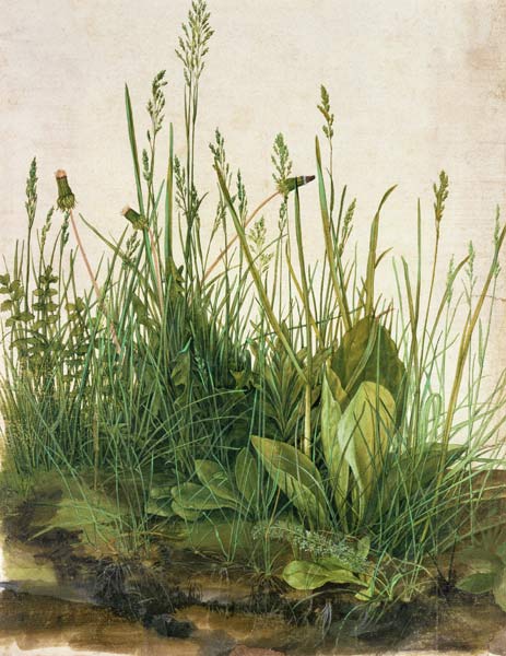 Great piece of turf - study of weeds od Albrecht Dürer