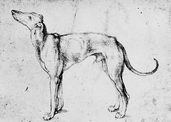 A.Dürer, Greyhound / Draw./ c.1500 od Albrecht Dürer