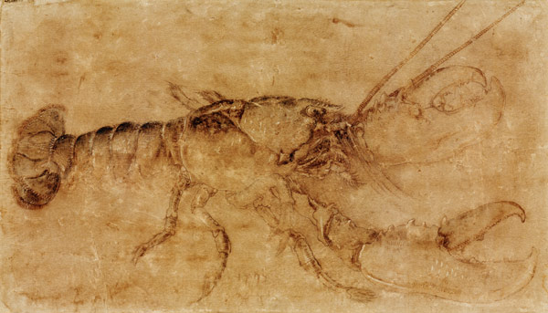 Lobster od Albrecht Dürer