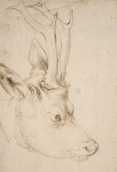 Head of a Roebuck od Albrecht Dürer