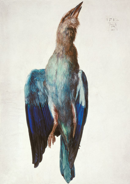 Hooded crow od Albrecht Dürer