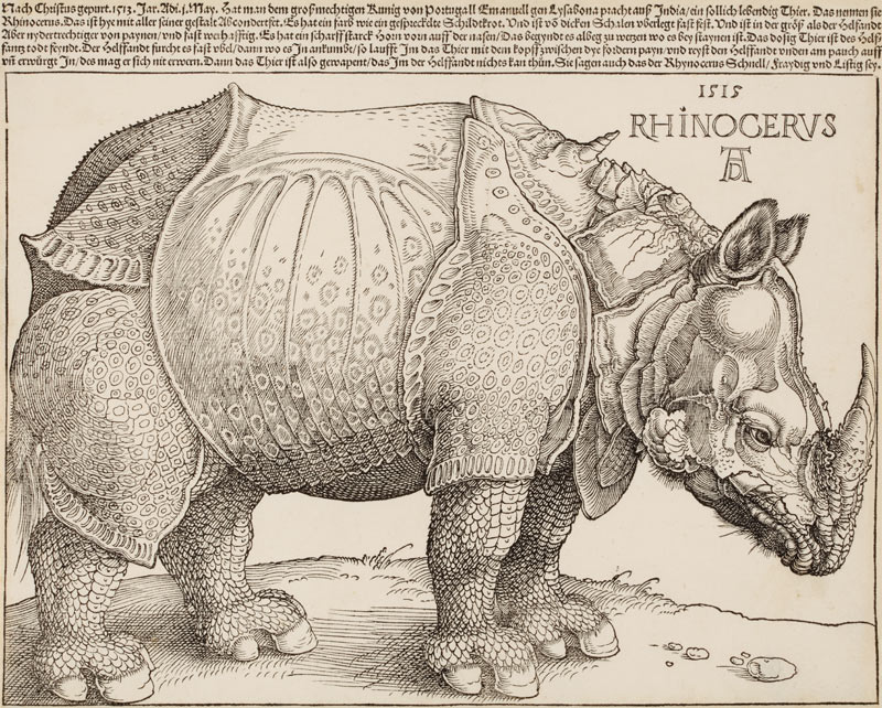 Rhinocerus (Das Rhinozeros) od Albrecht Dürer