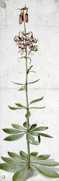Turks cap lily od Albrecht Dürer