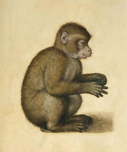 A Monkey (w/c & gouache on paper) od Albrecht Dürer