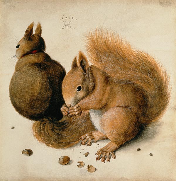 Squirrels od Albrecht Dürer