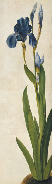 An Iris (w/c & gouache on paper) od Albrecht Dürer