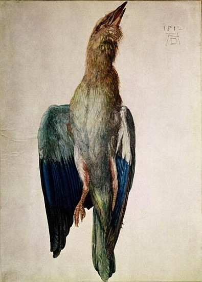 Blue Crow, 1512 (w/c & gouache on vellum) od Albrecht Dürer