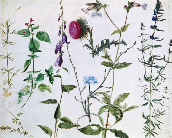 Eight Studies of Wild Flowers od Albrecht Dürer