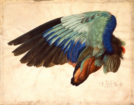 Křídlo ptáka od Albrecht Dürer