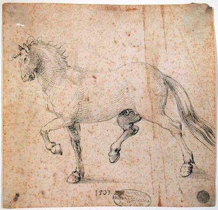Horse od Albrecht Dürer