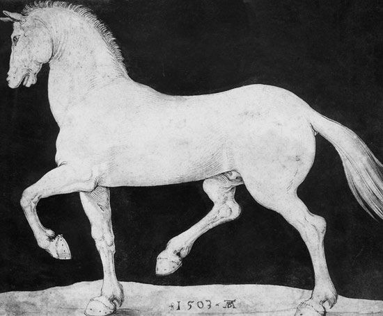 Pferd od Albrecht Dürer