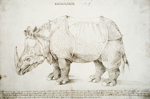 Rhinoceros od Albrecht Dürer