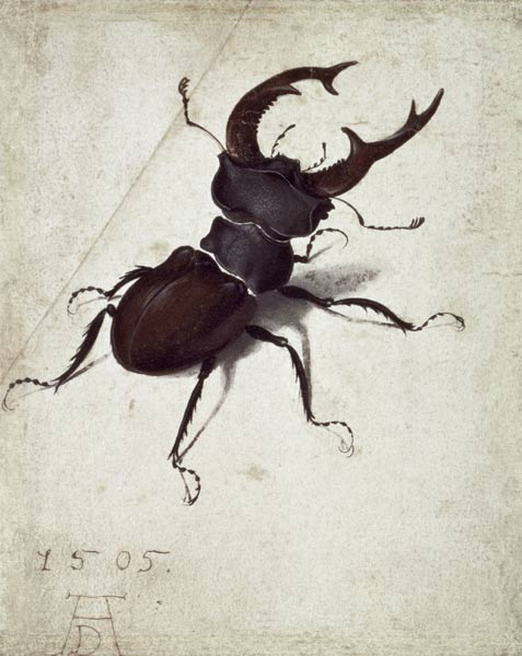 Stag Beetle od Albrecht Dürer