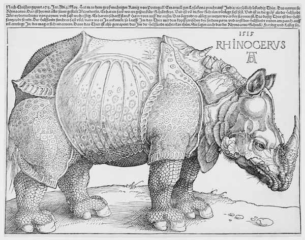 The Rhinoceros od Albrecht Dürer