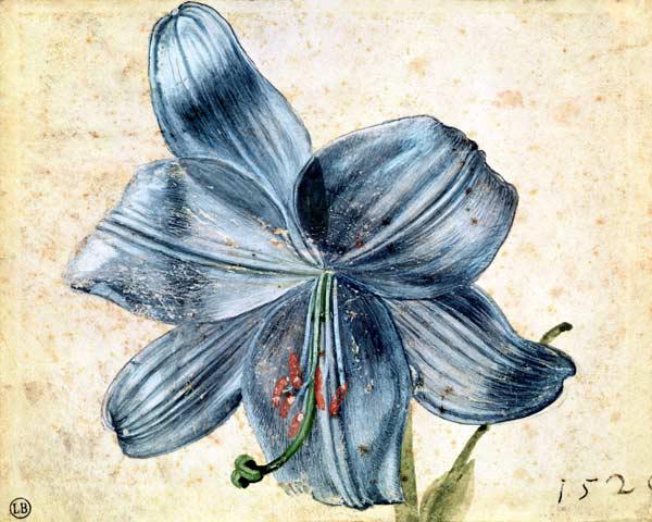 Study of a lily