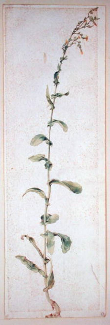 A Tobacco Plant od Albrecht Dürer