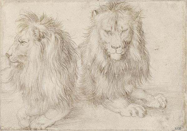 Two seated lions od Albrecht Dürer