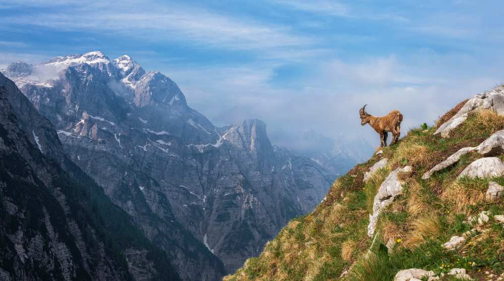 Alpine Ibex in the mountains od Ales Krivec