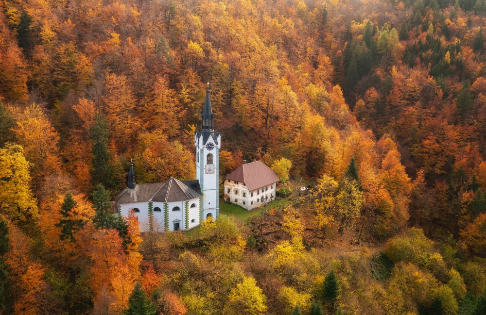 Cathedral in the forest od Ales Krivec