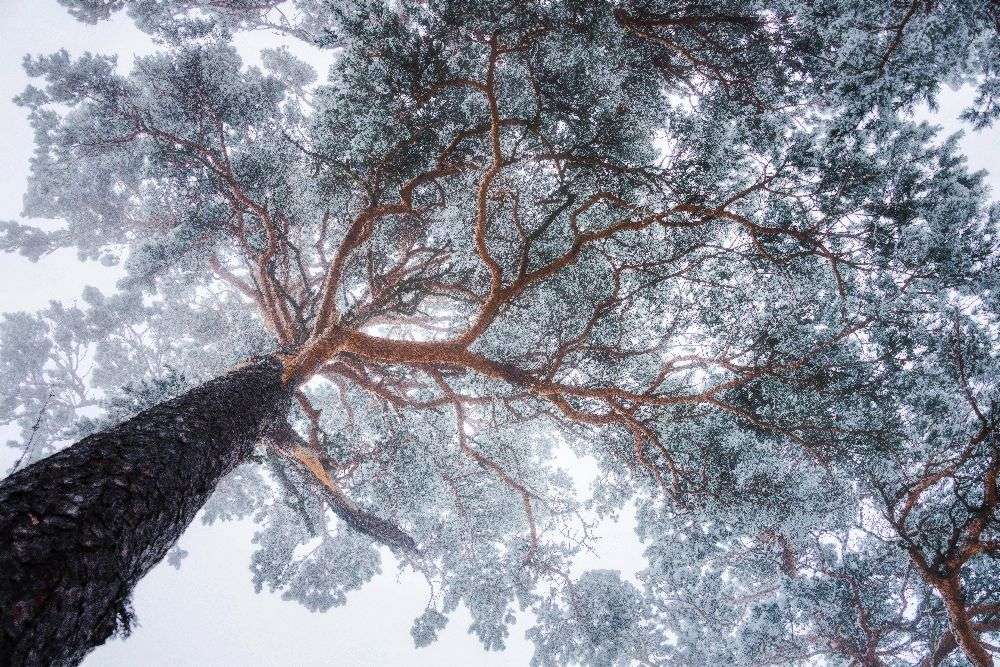 Winter tree lines od Ales Krivec