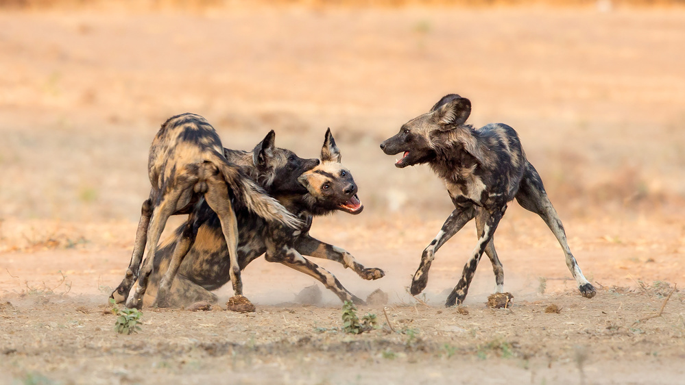 Painted Dogs od Alessandro Catta