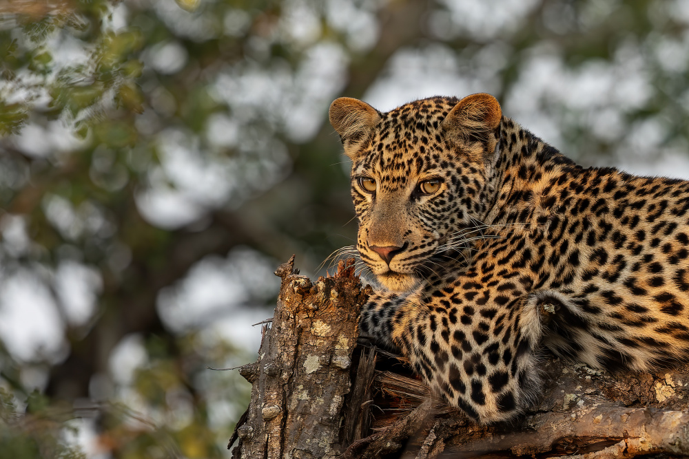 Young Leopard od Alessandro Catta