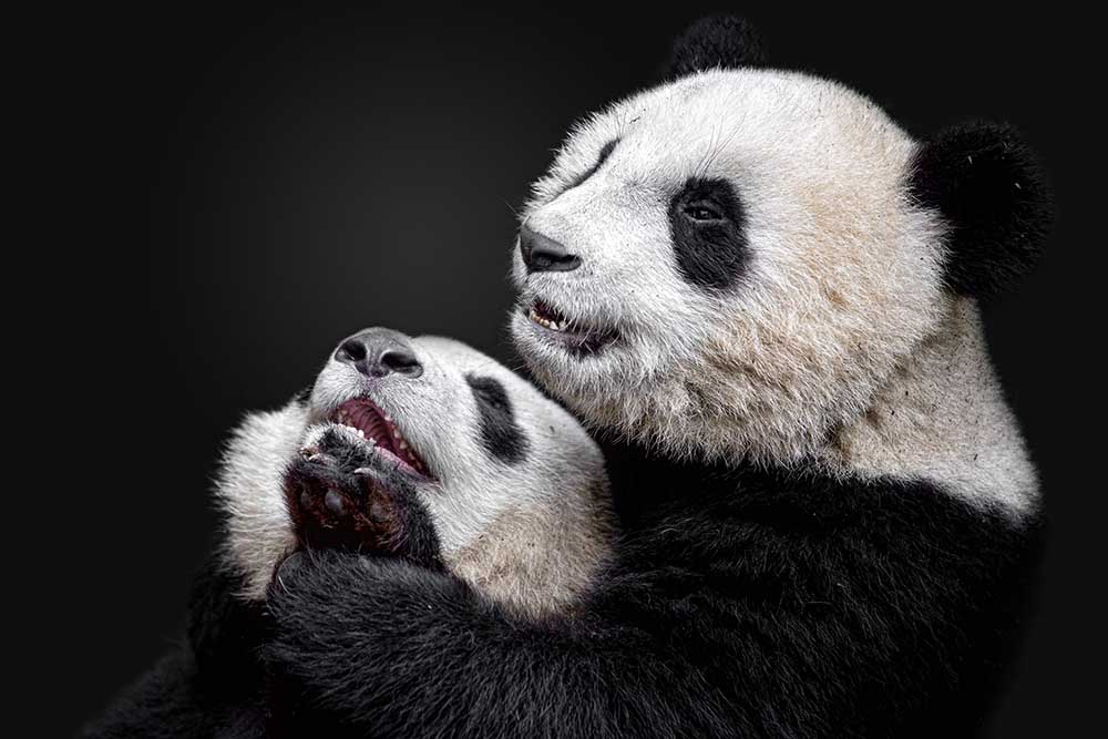 Pandas od Alessandro Catta