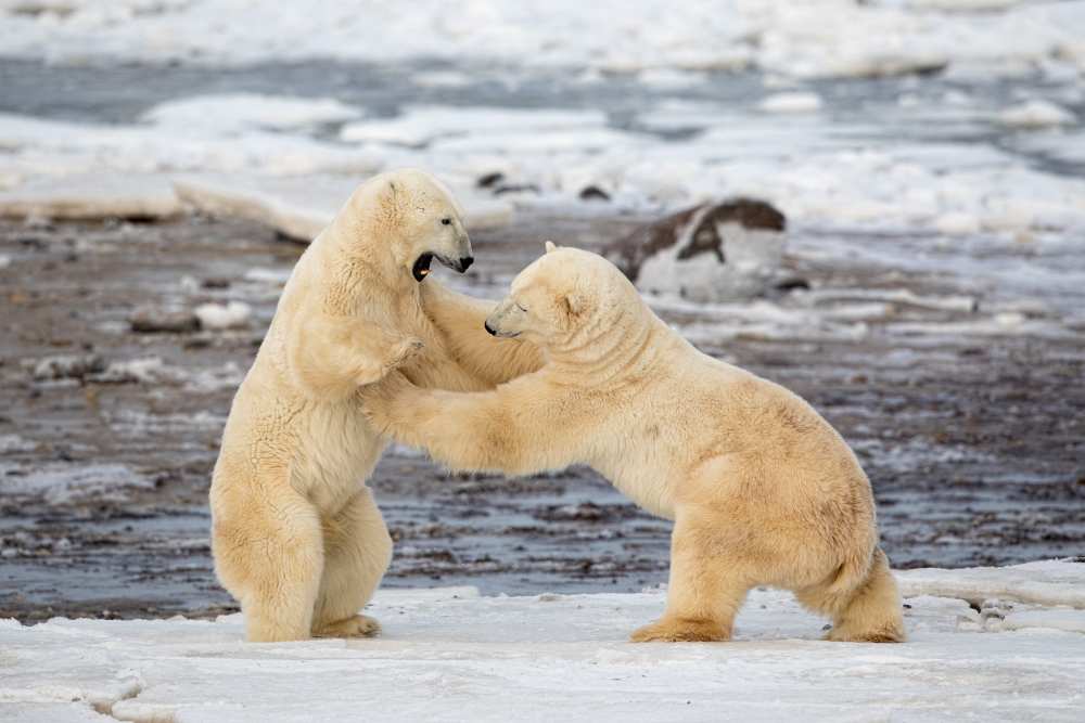 Polar Bears od Alessandro Catta