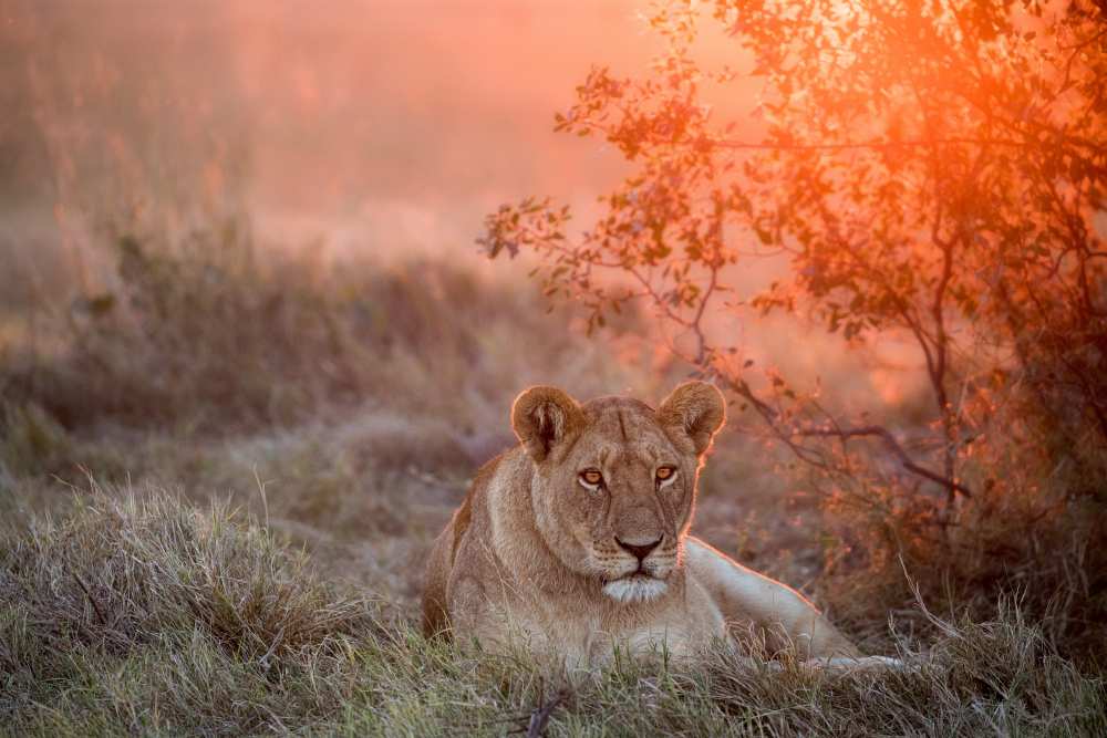 Sunset Lioness od Alessandro Catta