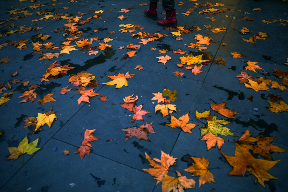 Autumn od Alessio Trerotoli