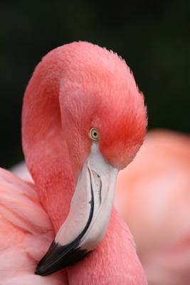 Flamingo od Alexander Kautz