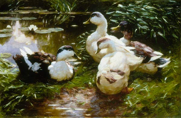 Ducks at the waterlily pond. od Alexander Koester