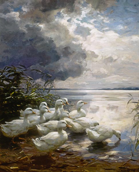 Ducks on an overcast sea shore od Alexander Koester