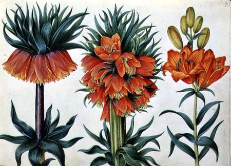 Crown Imperial Lily od Alexander Marshal