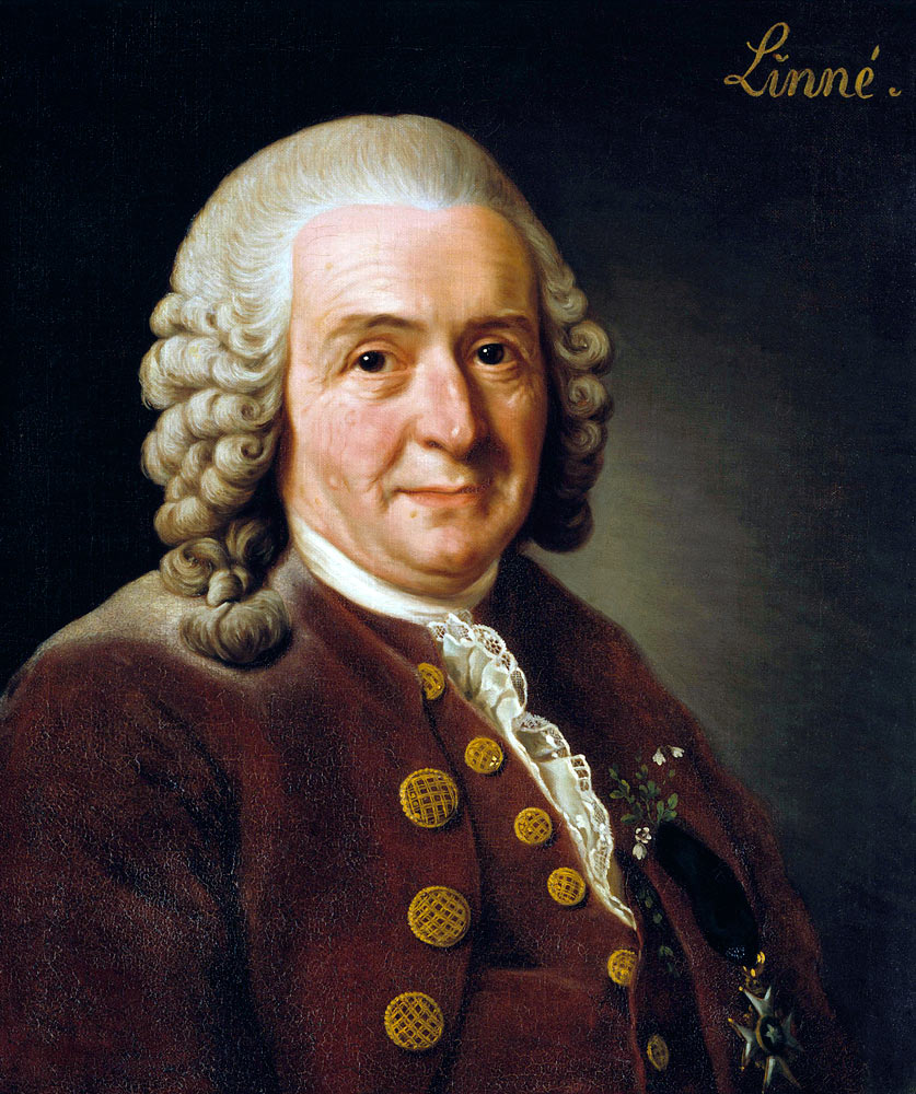 Portrait of Carl Linnaeus (1707-1778) od Alexander Roslin