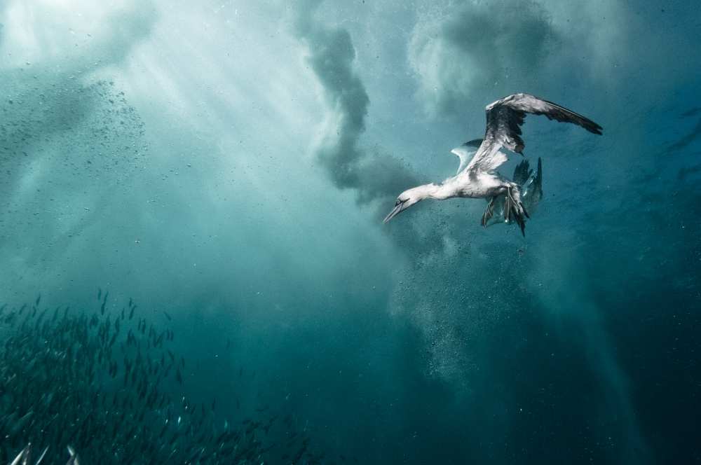 plunge diver od Alexander Safonov