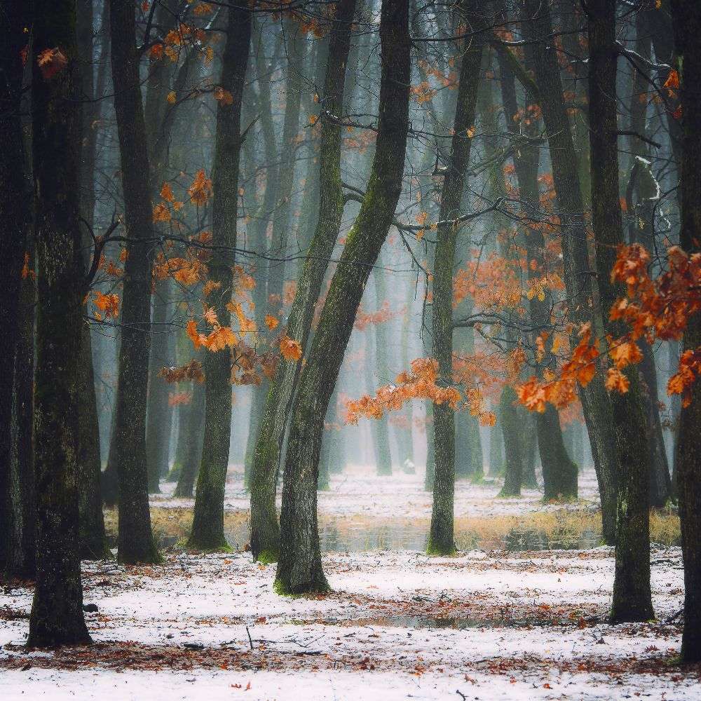 Autumn in my soul od Alexandra Fira